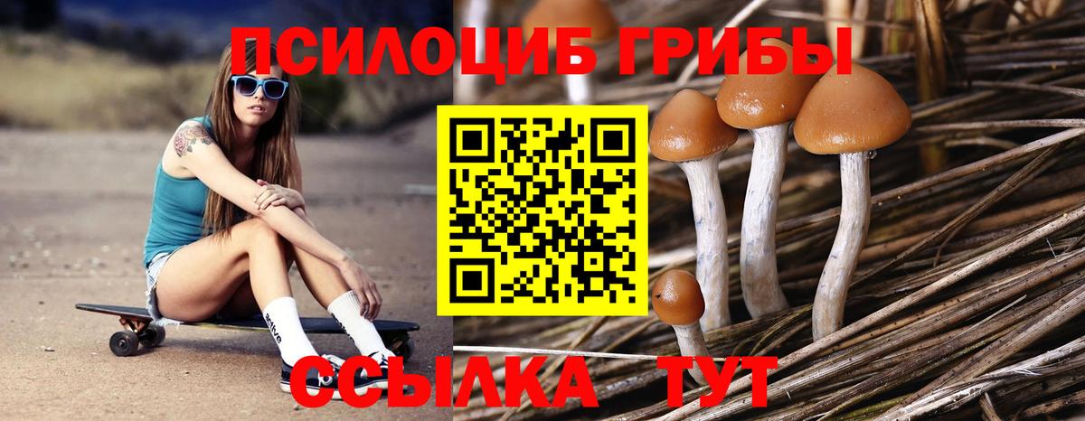Галлюциногенные грибы Psilocybine cubensis Ржев